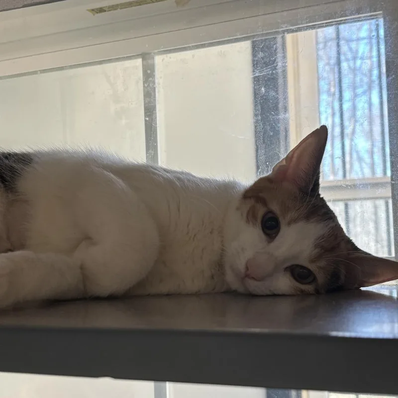 An adult medium-sized female Calico Domestic Short Hair cat named Pastel for adoption in Walden, NY