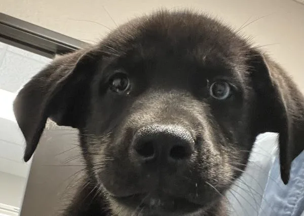 A baby medium-sized male Labrador Retriever dog named Simon for adoption in Vancouver, WA