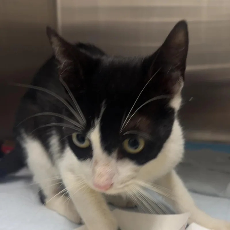 A young medium-sized male White Domestic Short Hair cat named Waterset for adoption in Tampa, FL