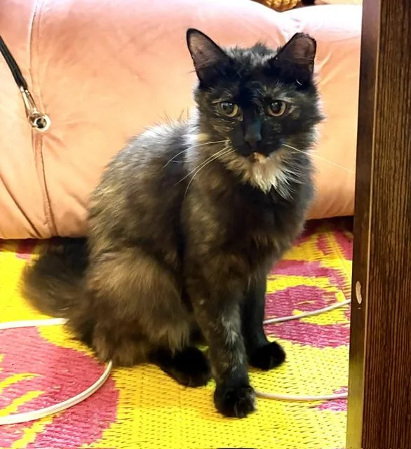 A young small-sized female Black & White / Tuxedo Tortoiseshell cat named Tia And Benny for adoption in New York, NY