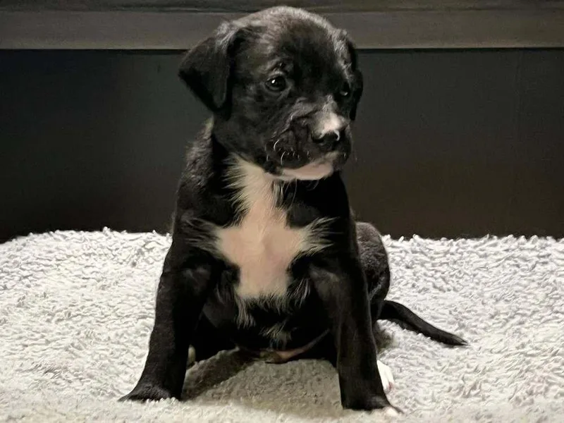 A baby medium-sized male Boxer dog named Linkin for adoption in Denver, CO