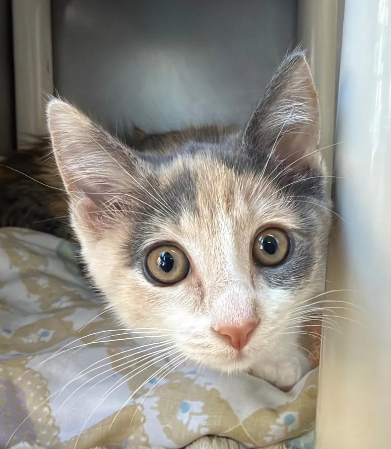 A baby medium-sized female Domestic Short Hair cat named Rowan for adoption in Pomona, NY