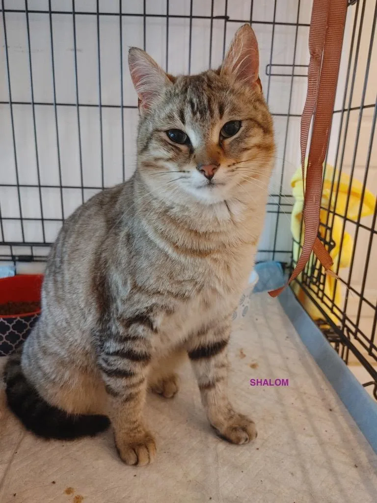 A baby medium-sized male Tabby (Brown / Chocolate) Domestic Short Hair cat named Shalom for adoption in Shawnee, KS