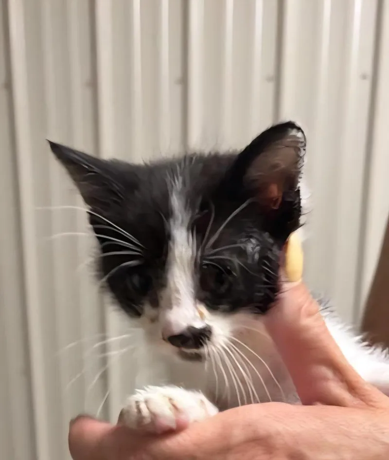 A baby medium-sized female Domestic Short Hair cat named Ally for adoption in Medford, WI