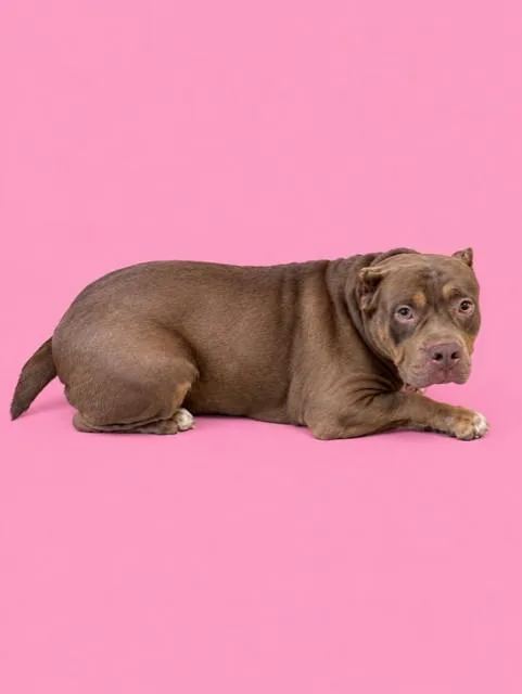 An adult large-sized female American Bulldog dog named Rebecca for adoption in Miami, FL