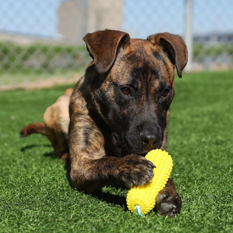 A young medium-sized male Brindle Pit Bull Terrier dog named Buddha for adoption in Evansville, IN