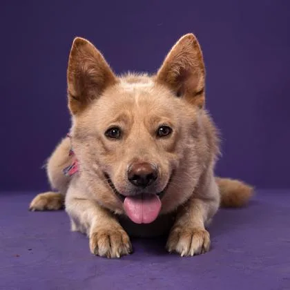 An adult large-sized male German Shepherd Dog dog named Yuki for adoption in Atlanta, GA