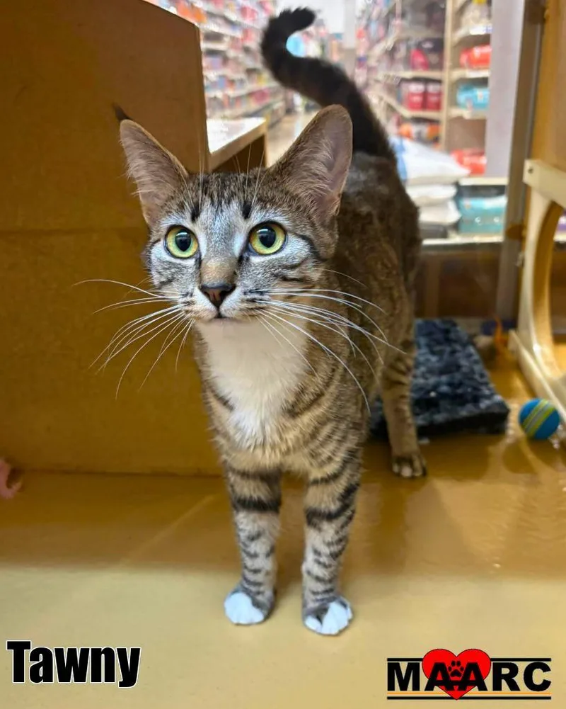 A baby medium-sized female Domestic Short Hair cat named Tawny for adoption in Maryville, TN