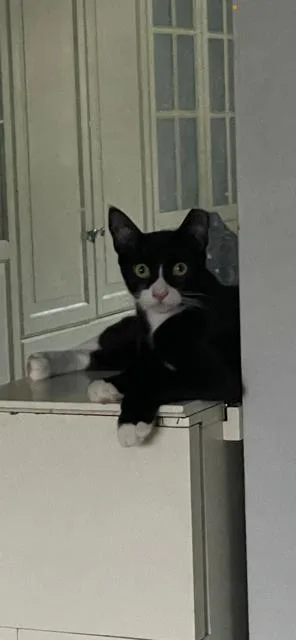 Cane  Male Teen thumbnail 2