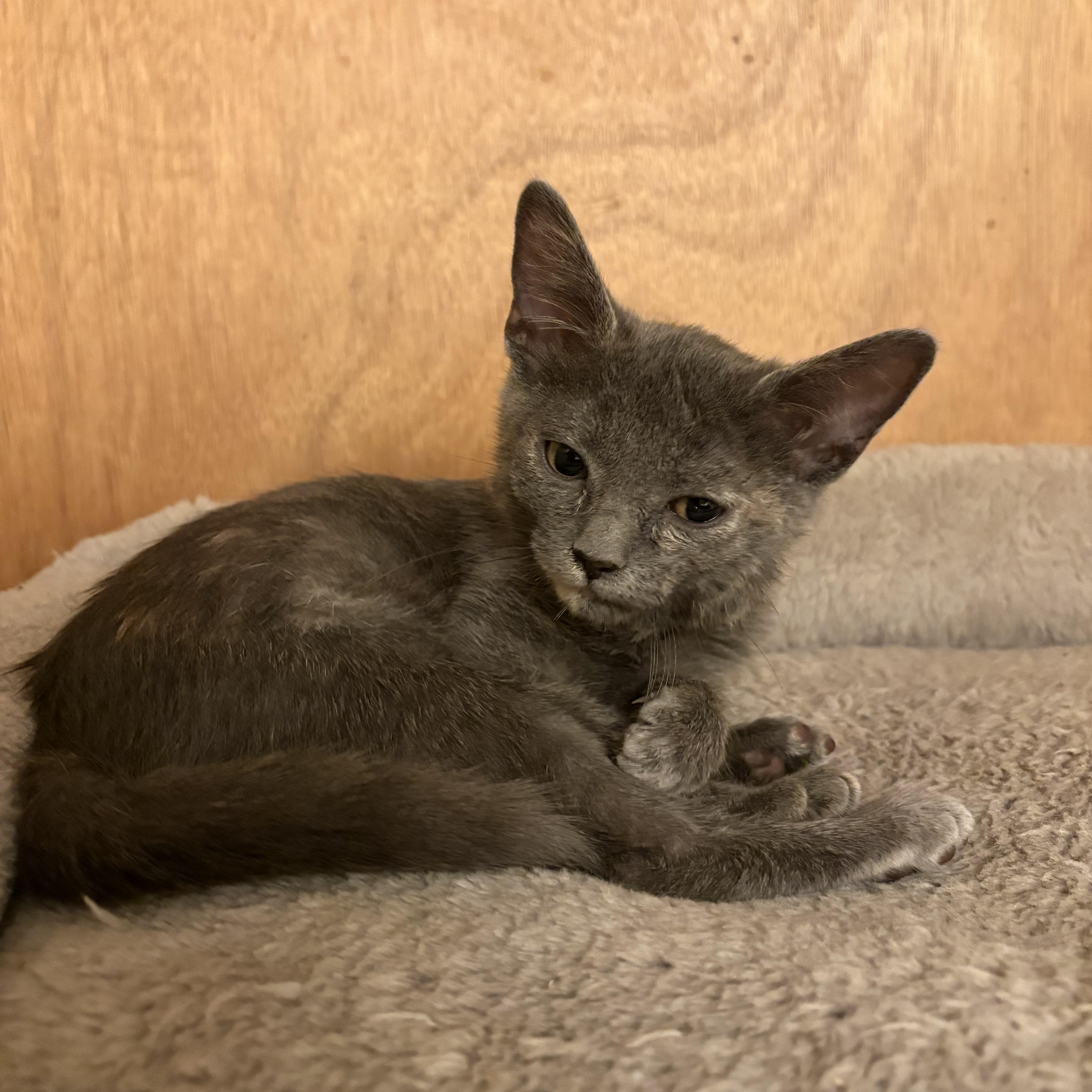 A baby small-sized female Gray / Blue / Silver Domestic Short Hair cat named Dorothea for adoption in Milwaukee, WI