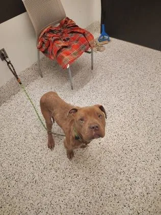 An adult medium-sized male Mixed Breed dog named Rocko for adoption in Atlanta, GA