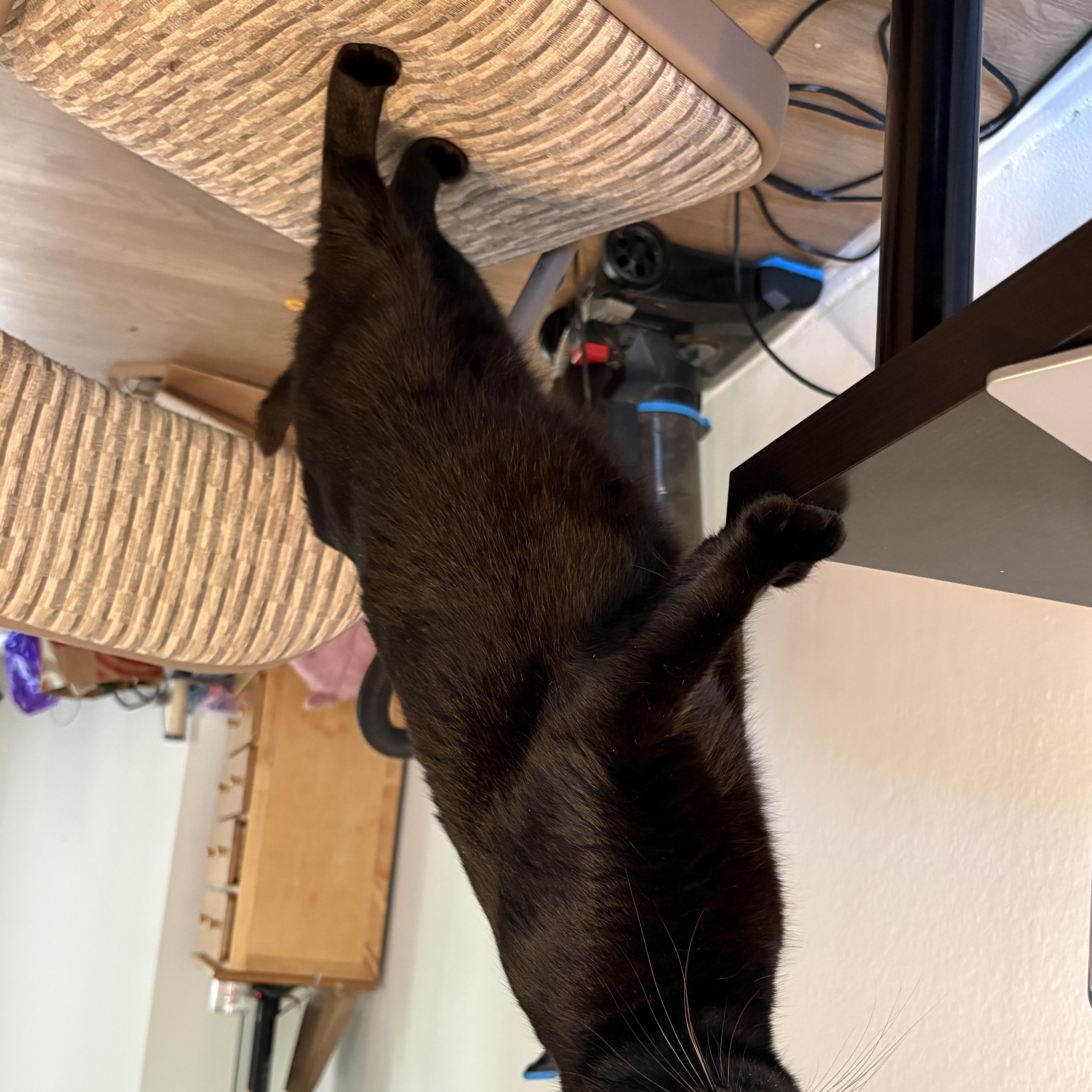 A young medium-sized female Black Bombay cat named Jazzy for adoption in Orange, CA