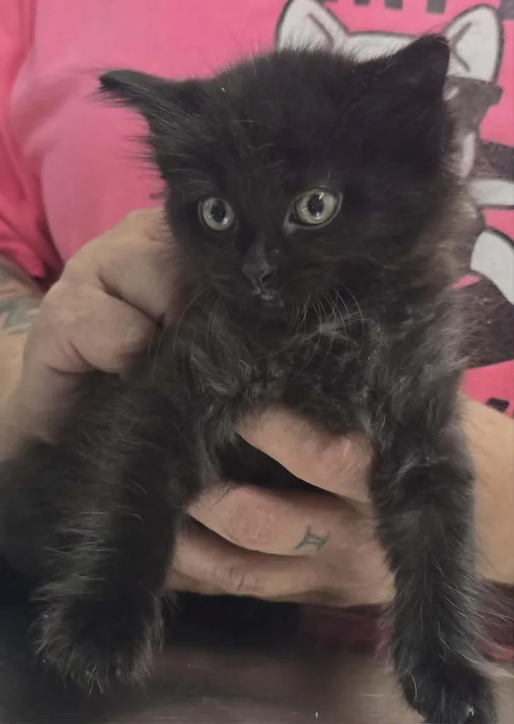 A baby small-sized female Domestic Long Hair cat named June for adoption in Hillsdale, IN