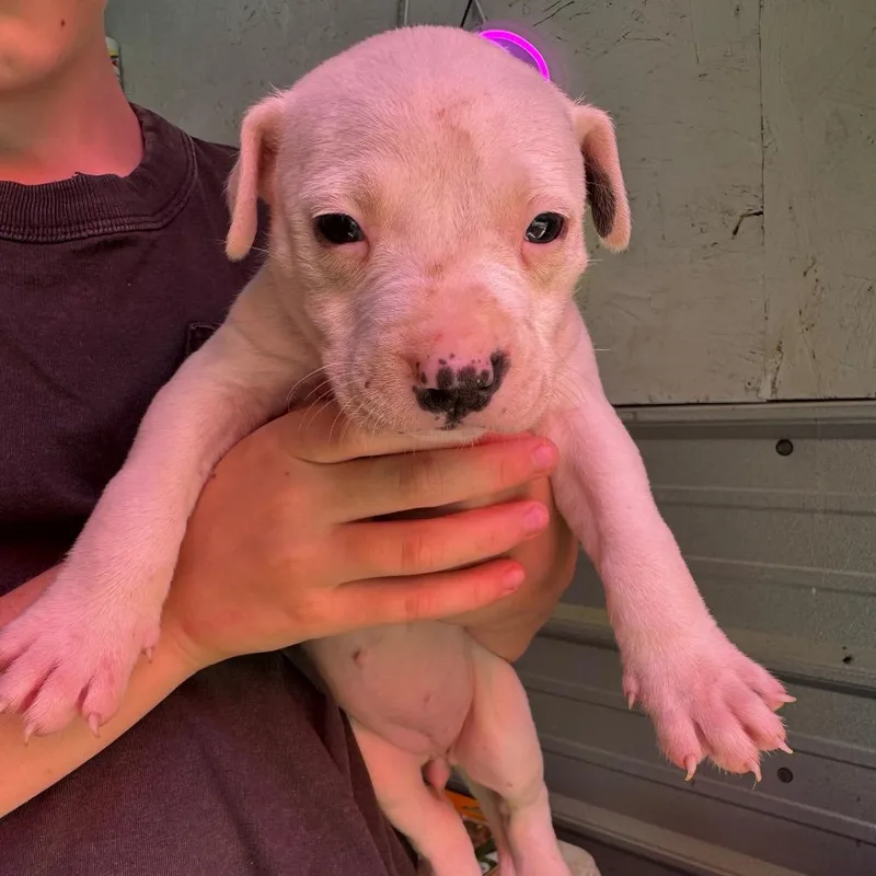 A baby medium-sized female White / Cream Mixed Breed dog named Cruella for adoption in Duck River, TN