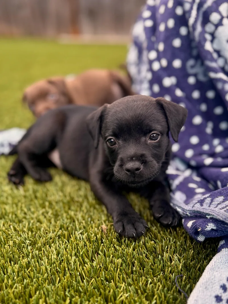 A baby medium-sized female Labrador Retriever dog named Ember for adoption in Mount Juliet, TN