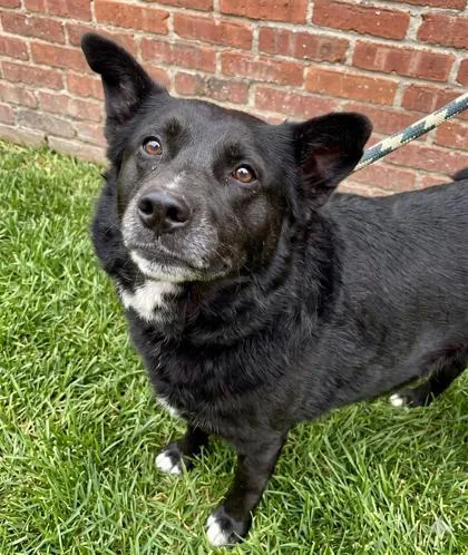 An adult large-sized male Border Collie dog named Babe for adoption in Bowling Green, KY