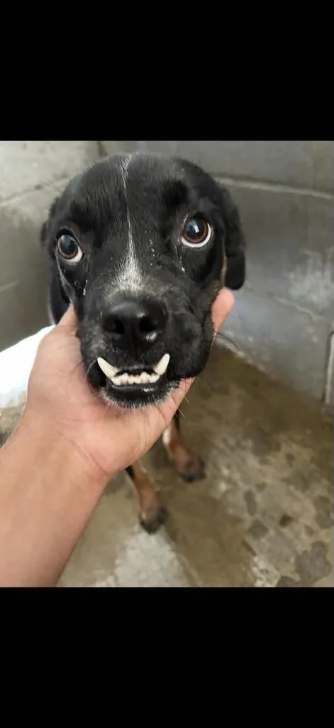 Gertie Pc thumbnail 2