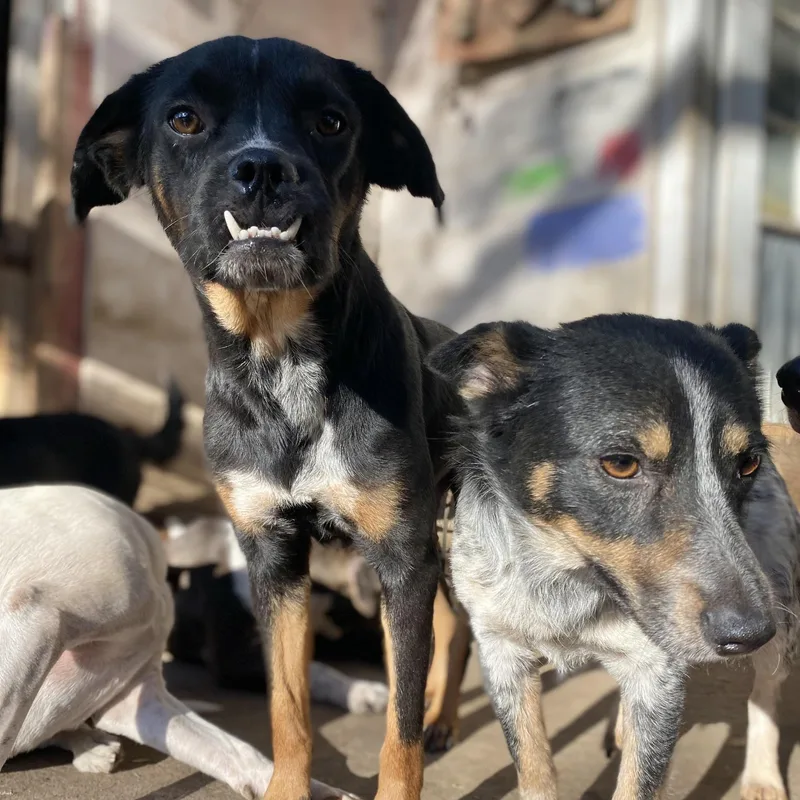 Gertie Pc thumbnail 3