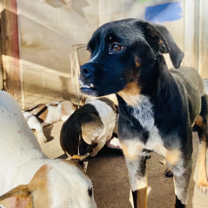 Gertie Pc thumbnail 4