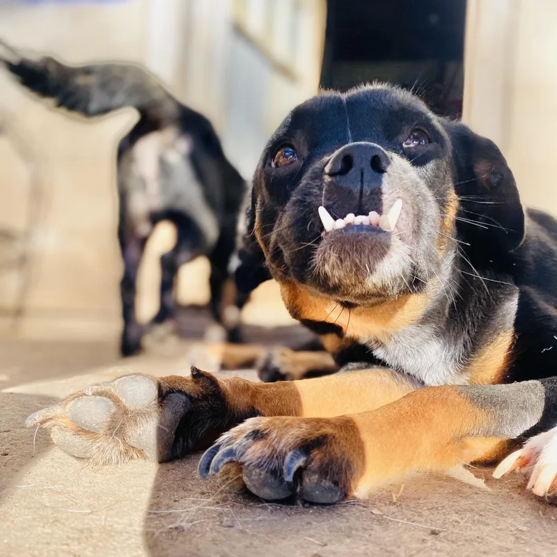 Gertie Pc thumbnail 5