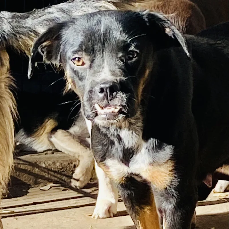 Gertie Pc thumbnail 6