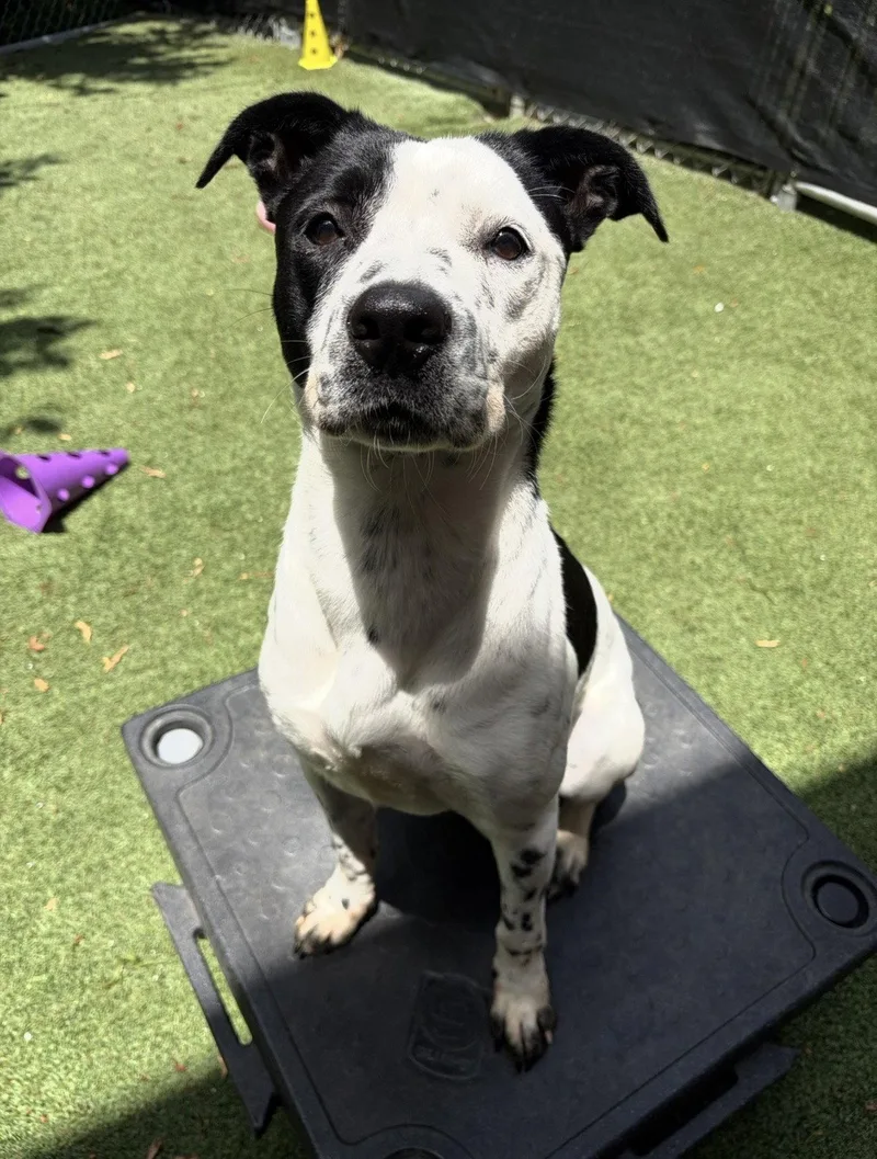 An adult medium-sized female Cattle Dog dog named Fiona for adoption in Euless, TX