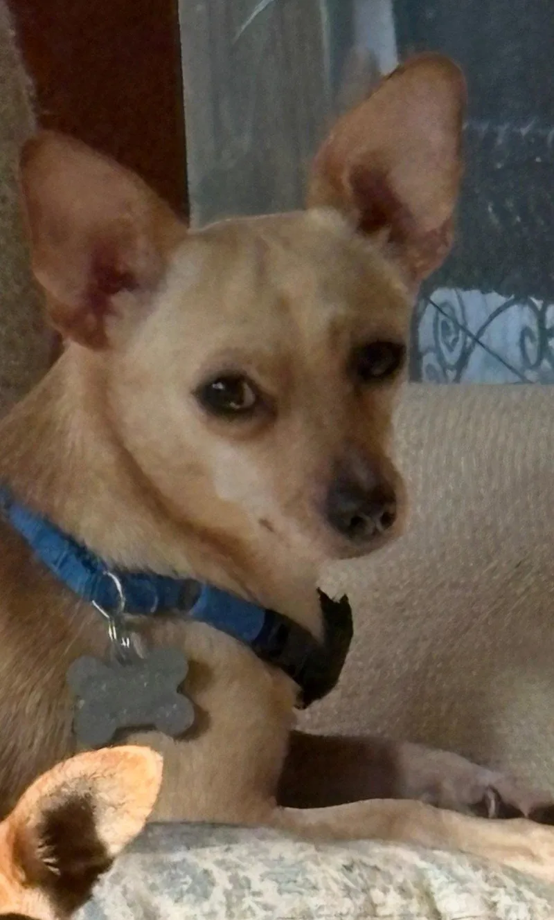 An adult small-sized male Chihuahua dog named Parton Chi for adoption in Holly Springs, NC