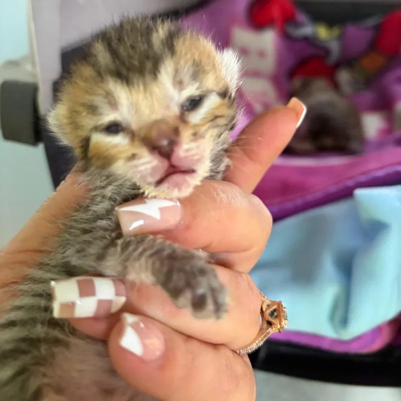 A baby small-sized female Gray / Blue / Silver Domestic Short Hair cat named Freedom for adoption in Lake Jackson, TX