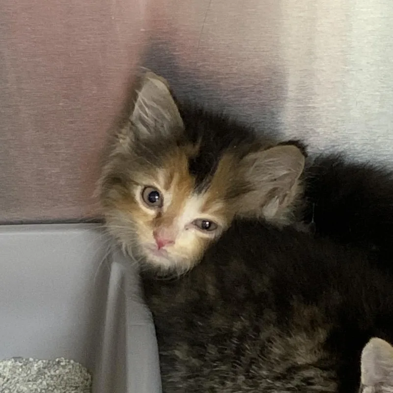 A baby small-sized female Calico Domestic Short Hair cat named Fango for adoption in Roxboro, NC