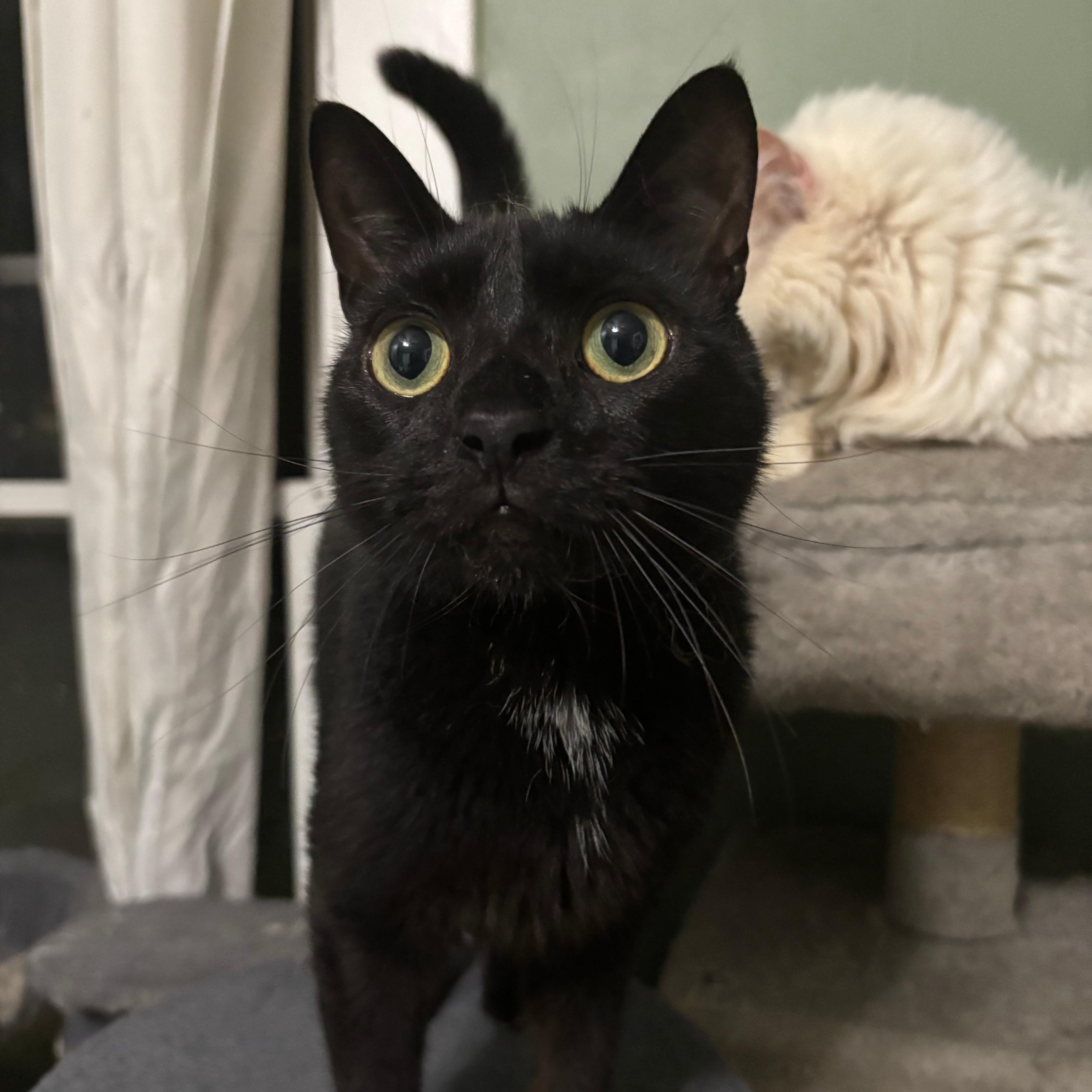 A young medium-sized male Black Domestic Short Hair cat named Genito for adoption in Richmond, VA
