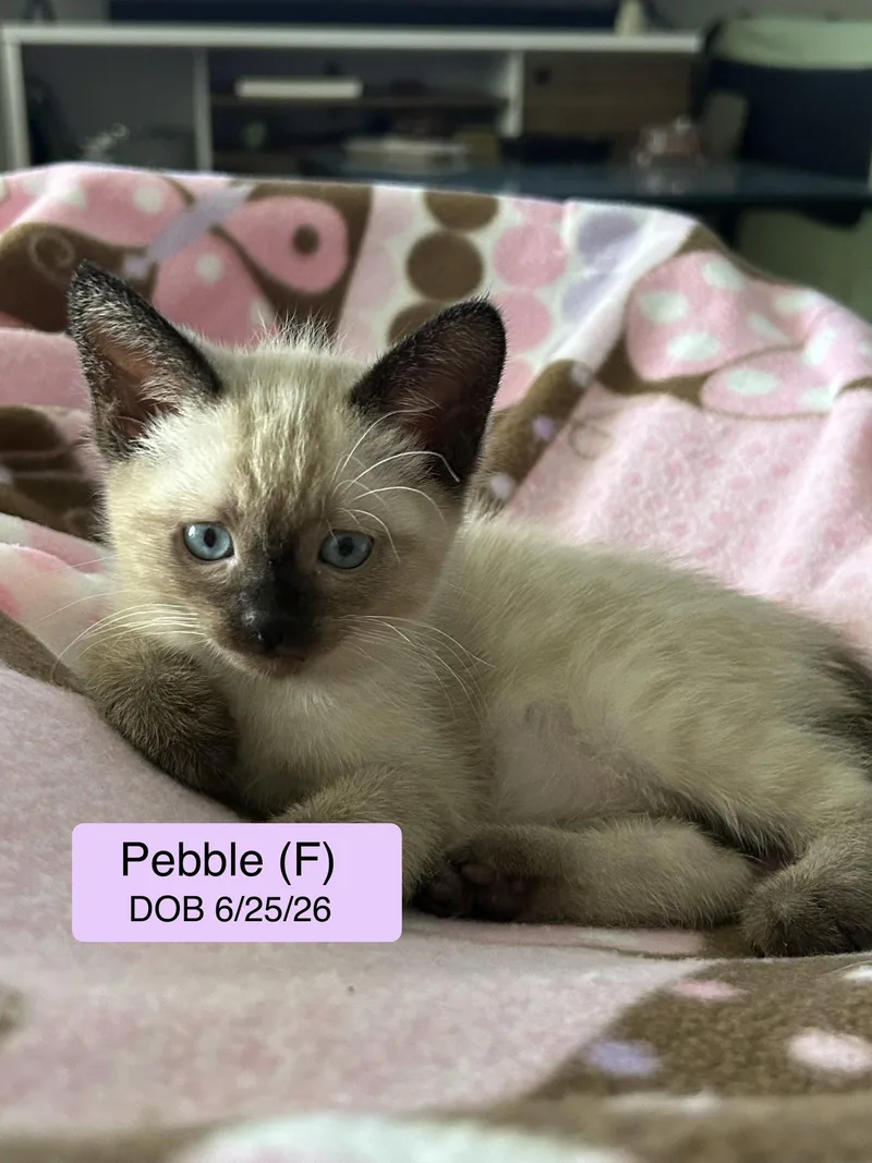 A baby medium-sized female Siamese cat named Pebble for adoption in Vacaville, CA