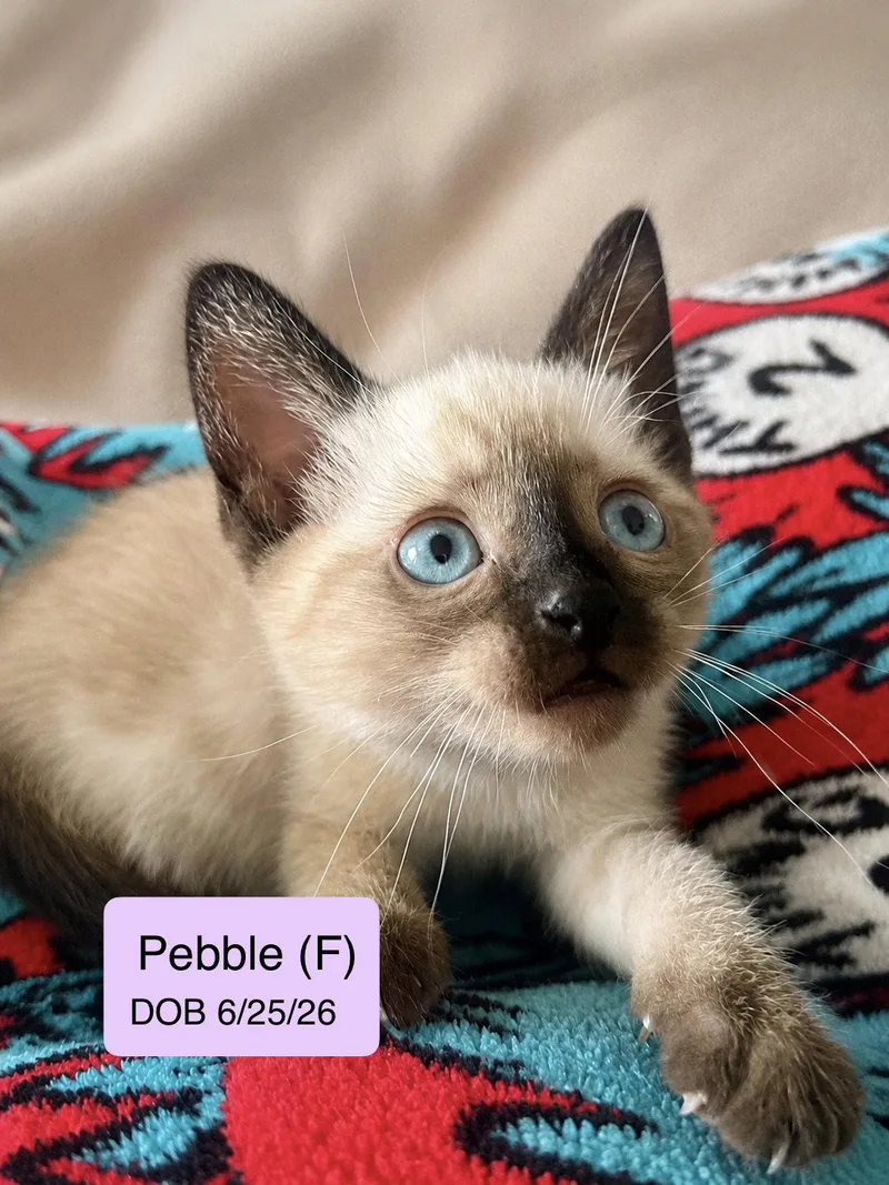 Pebble thumbnail 2