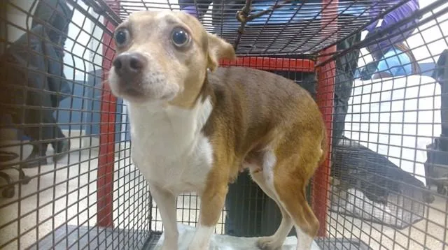 An adult small-sized female Chihuahua dog named Sally for adoption in Miami, FL