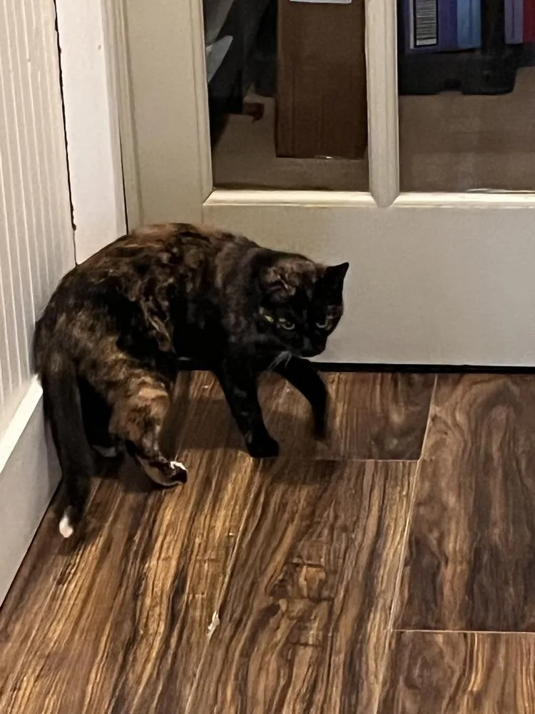 A young small-sized female Domestic Short Hair cat named Monet for adoption in Lewisburg, PA