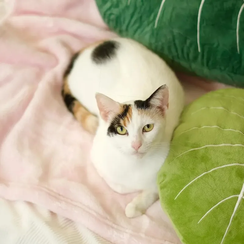 An adult medium-sized female Calico Calico cat named Guava for adoption in Miami, FL