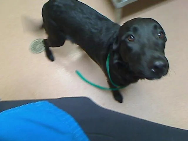 A young large-sized male Labrador Retriever dog named Michael for adoption in Cookeville, TN