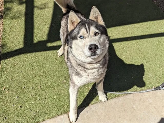 An adult large-sized male Siberian Husky dog named Magnus for adoption in Phoenix, AZ
