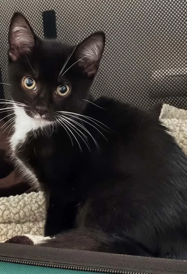 A baby medium-sized female Black & White / Tuxedo Domestic Short Hair cat named Kaela for adoption in Breinigsville, PA