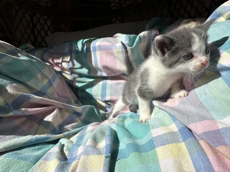 A baby small-sized female Gray & White American Shorthair cat named Cannellini for adoption in Wallkill, NY