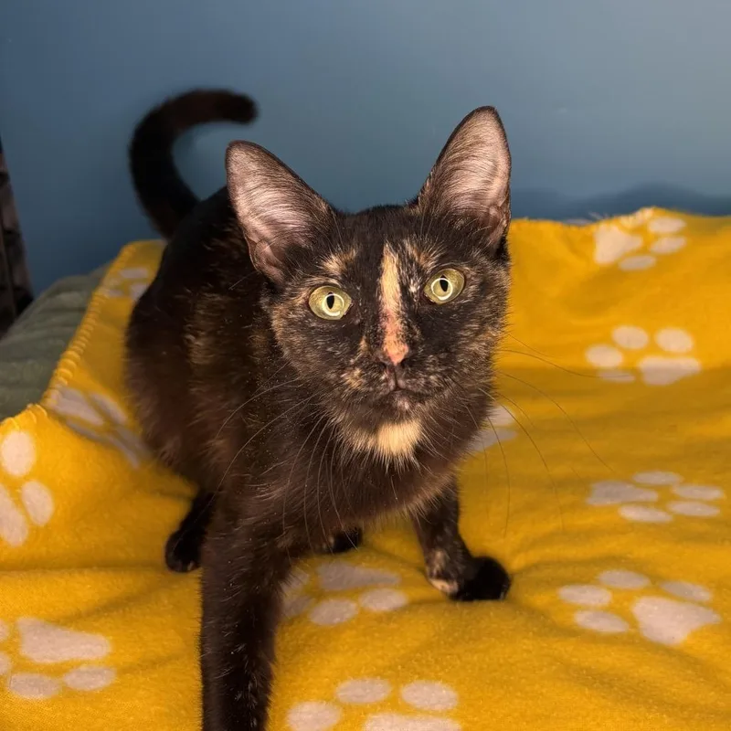 A young medium-sized female Tortoiseshell Domestic Short Hair cat named Sabine for adoption in San Antonio, TX