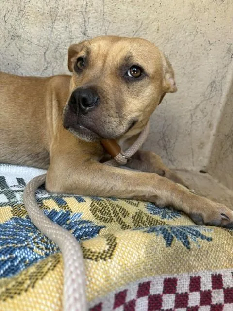 A young small-sized female Boxer dog named Lucy for adoption in Oklahoma City, OK