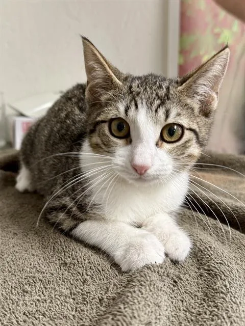 A baby small-sized male Domestic Short Hair cat named Groot for adoption in San Antonio, TX