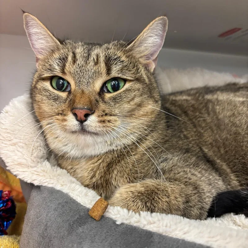 Pistachio thumbnail 2