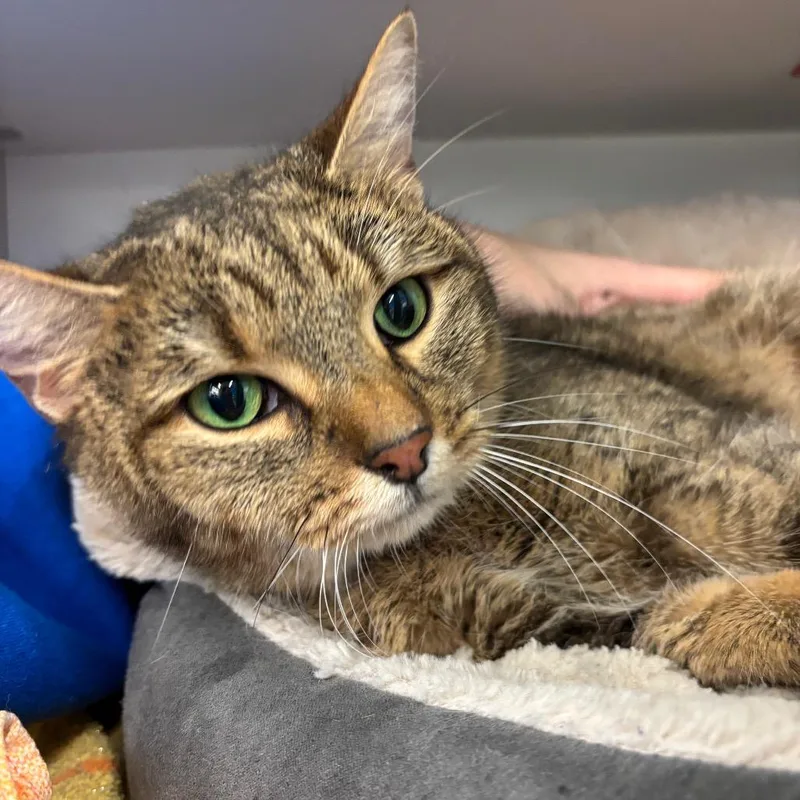 Pistachio thumbnail 3