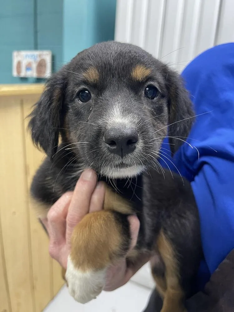 A baby small-sized female Brown / Chocolate Australian Shepherd dog named Shelby for adoption in Chattanooga, TN