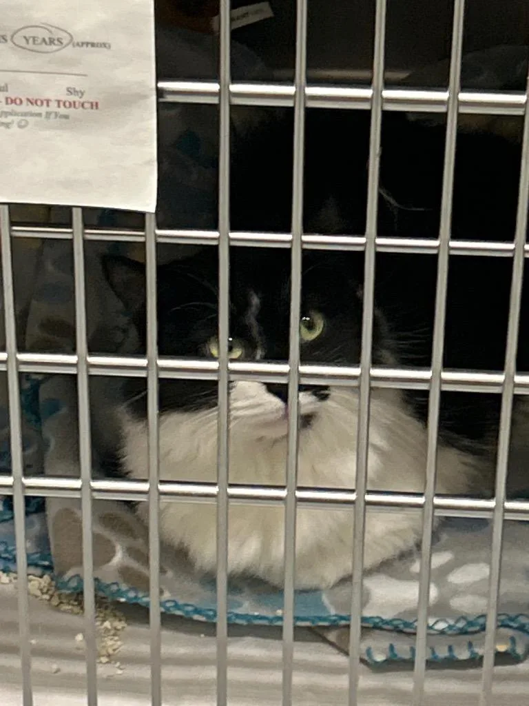 An adult small-sized male Domestic Short Hair cat named 2026-06-126 for adoption in Winder, GA