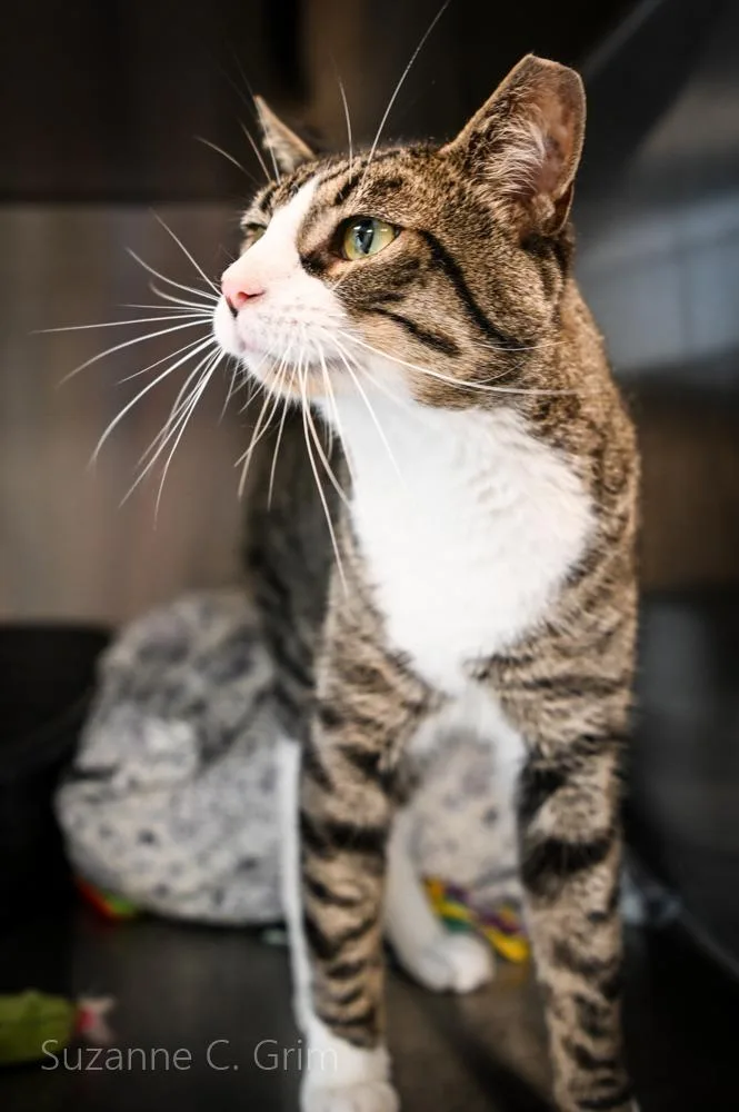 An adult small-sized male Domestic Short Hair cat named Oppy for adoption in New Orleans, LA