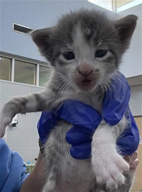 A baby medium-sized male Domestic Short Hair cat named Dusty for adoption in Dallas, TX