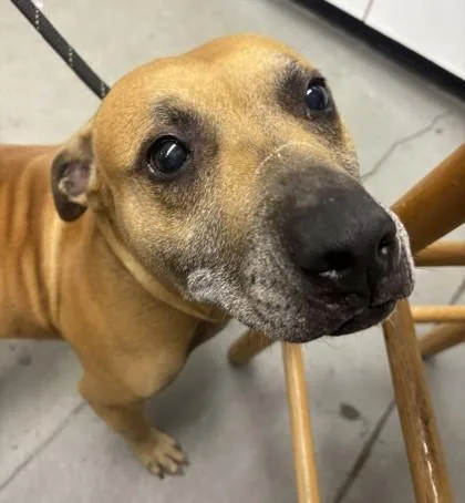 An adult small-sized female Mixed Breed dog named Tatum FKA for adoption in West Chester, PA