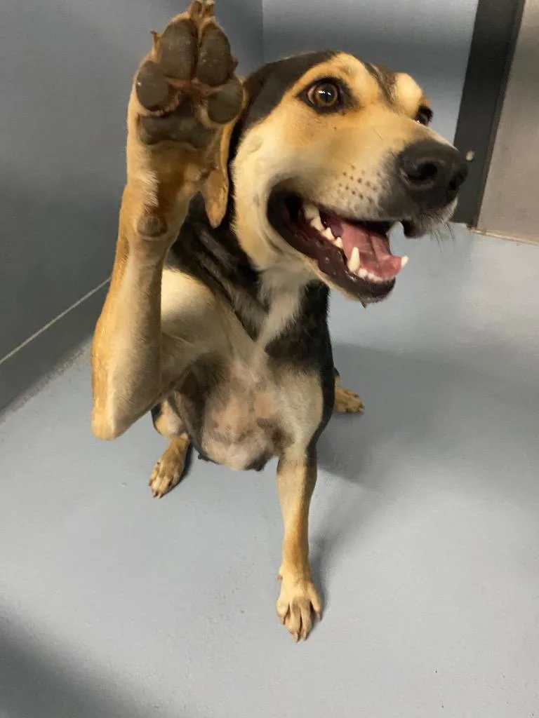 An adult large-sized female Mixed Breed dog named Dolly for adoption in Cartersville , GA